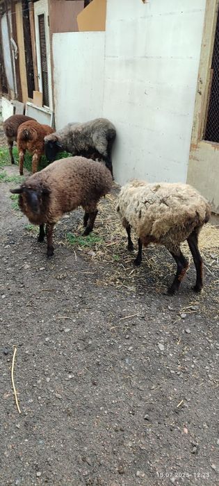 Продам баран в количестве 5 штук.