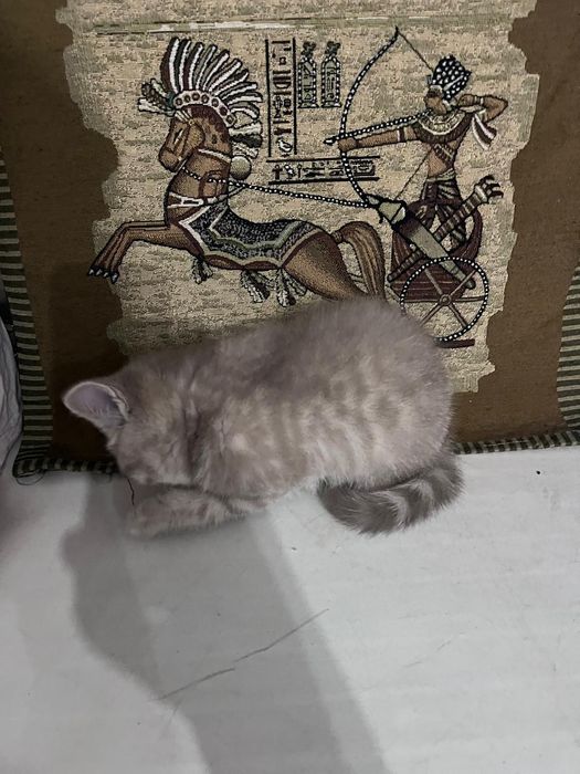 Продается Котёнок девочка скотиш страйт