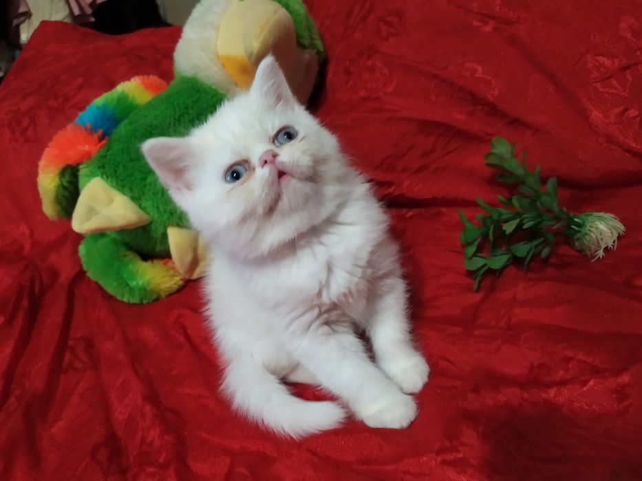 Продам котят  Экзоты