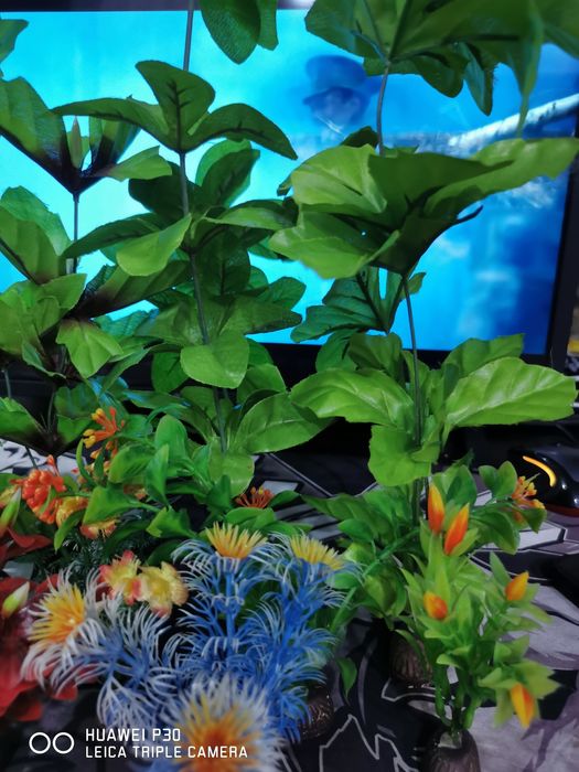 Продам декоративные растения