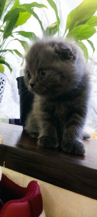 Продам котят скотиш фолд