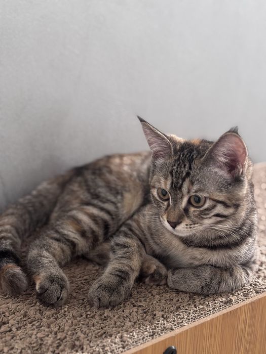 Мысық 4 ай / Кошка 4 мес