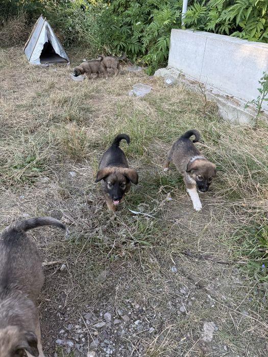 Caut casuta pentru acesti 8 catei
