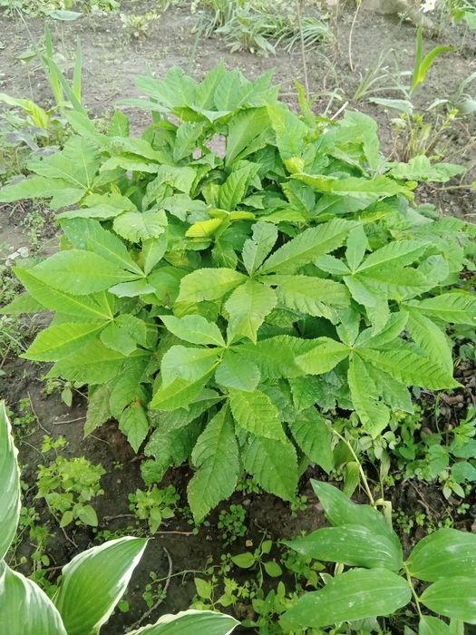 Хлорофитум, мята , лаванда .