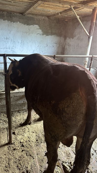 3 бас бука сатылады