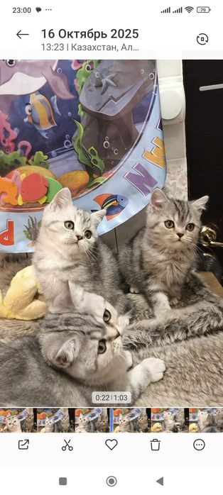 Самые красивые брит тоанские котята