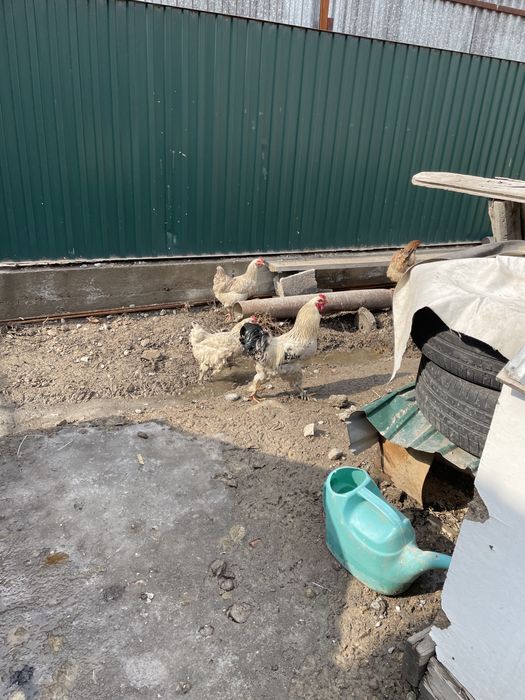 Петухи молодые ,активные