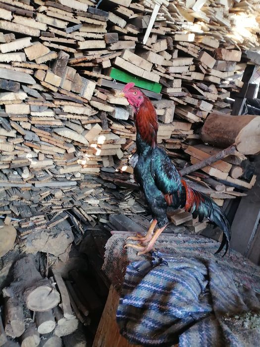 Продам петуха дакан