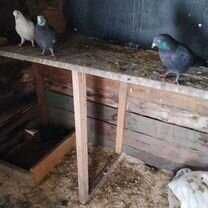 Бакинцы разные молодёжь