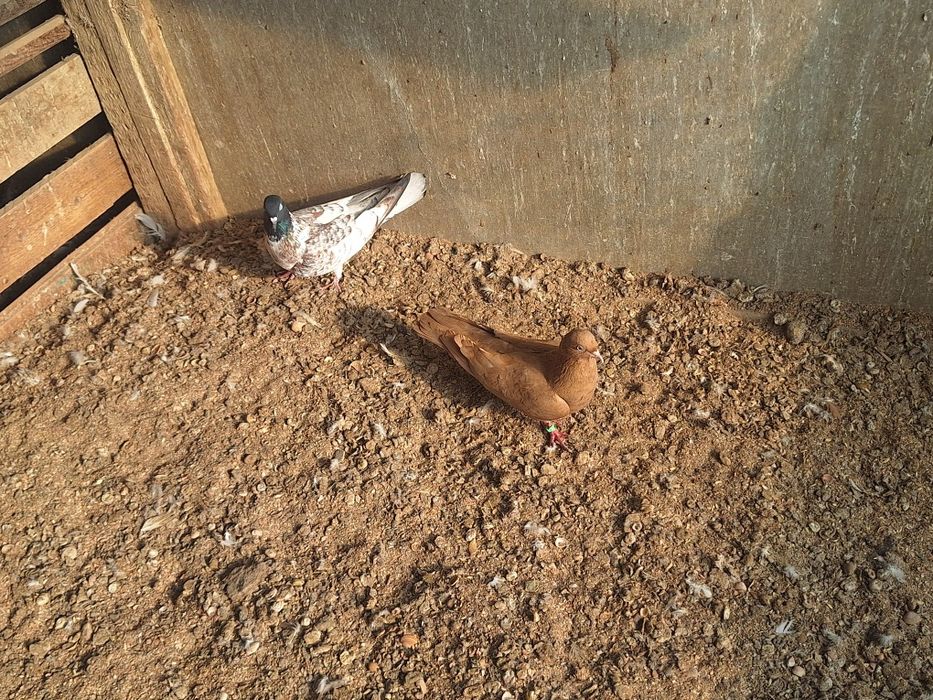 Голубка      Голубка