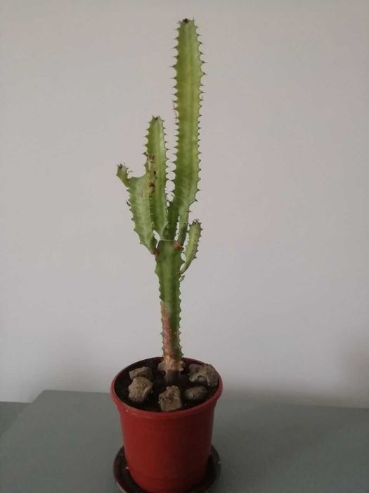 Традесканция Рео, папоротник , роза розовая для сада