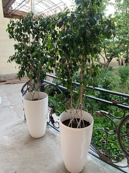 Домашние ростения.