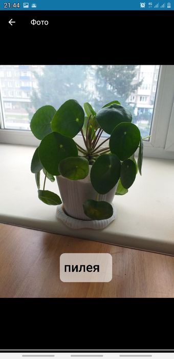 Продам разные комнатные цветы