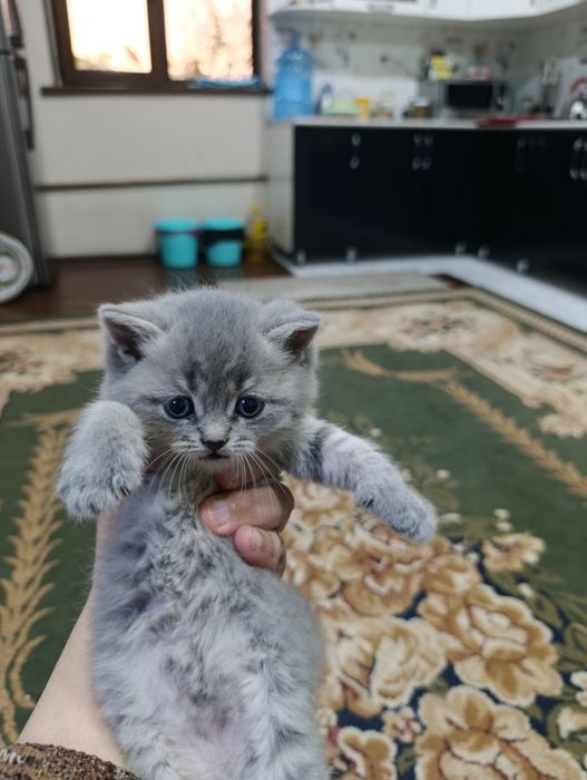 Mushukchalar sotiladi bir oylik