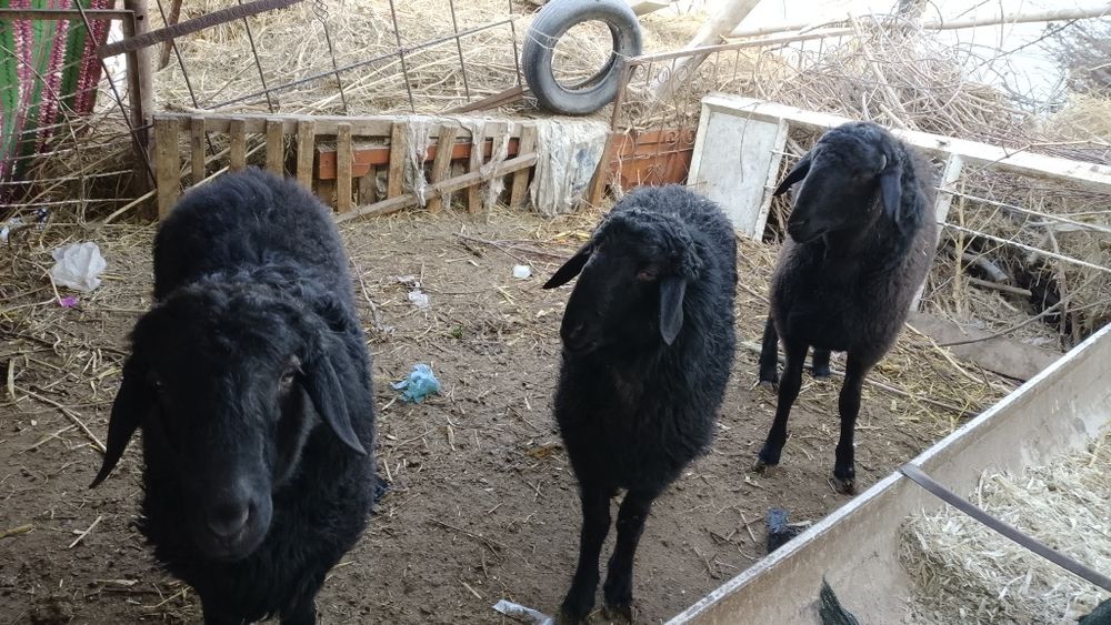 Tagal barralar qazoqi arabi duraga