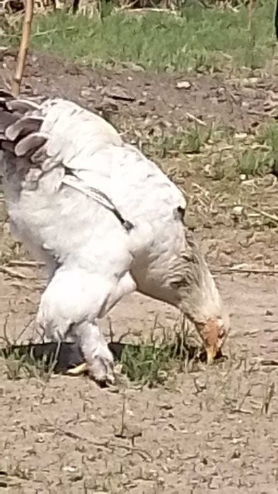 Продам Петухов молодых