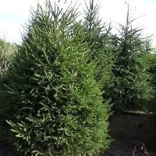 Ели разных сортов, яблони, груши, и т.д