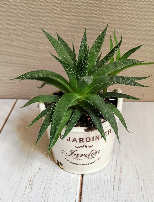 Алоэ остистое продаю