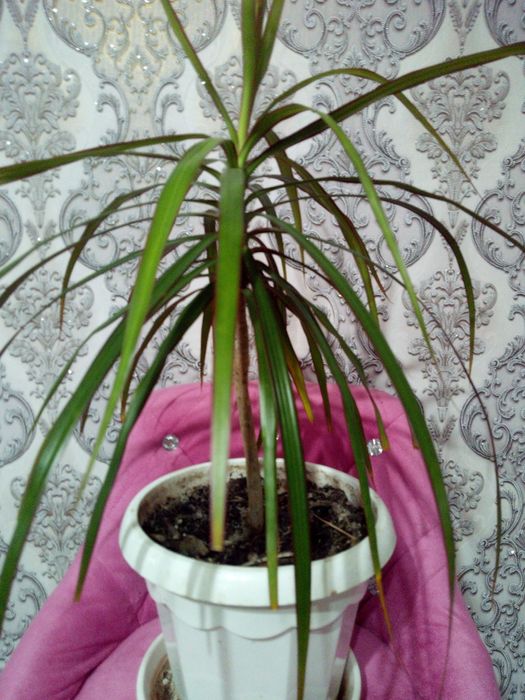 Продаю драцену комнатную.
