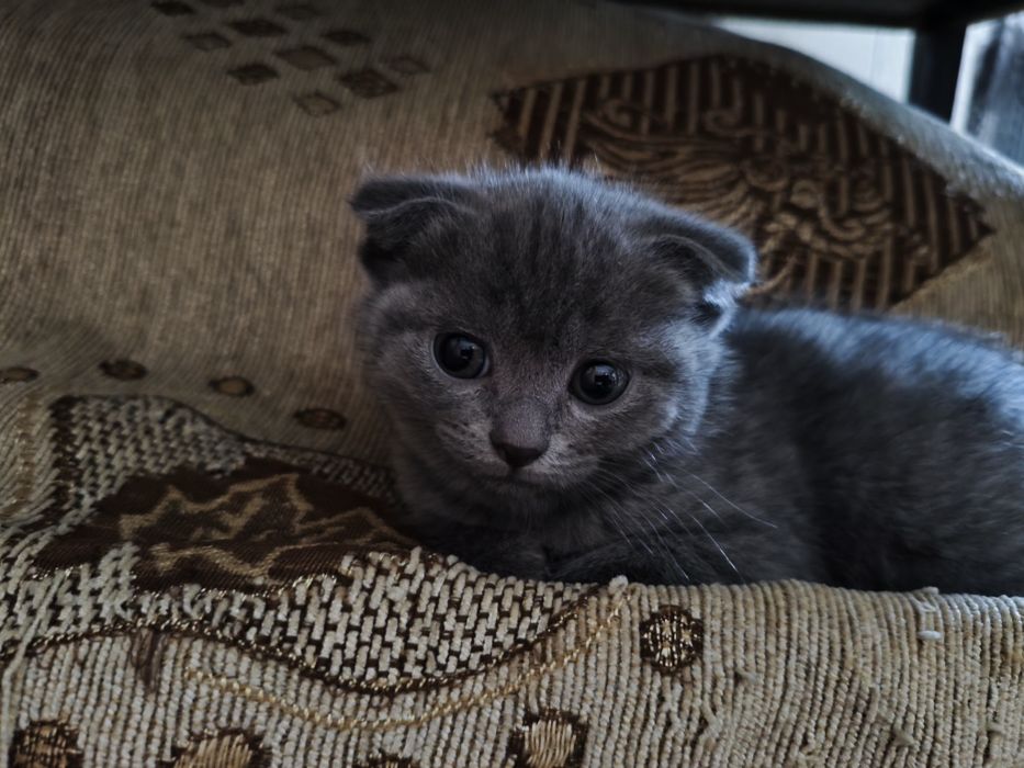 Котята шотландцы веслоухие