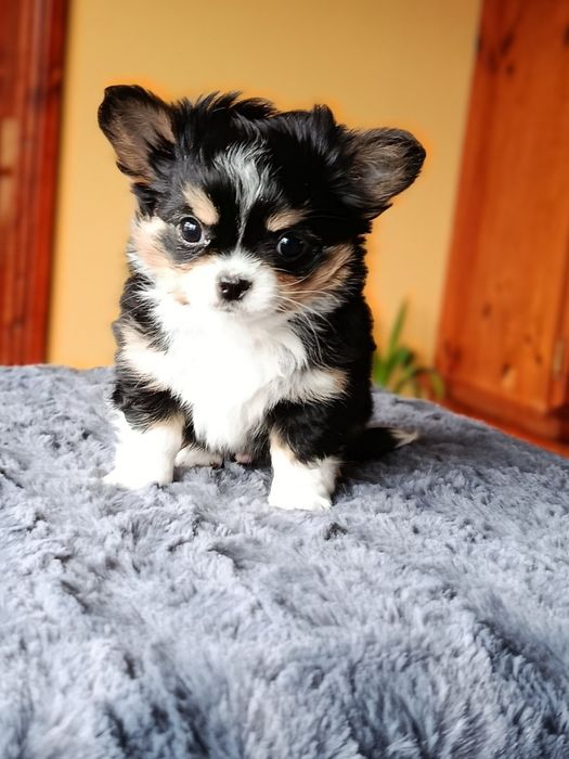 Дългокосместо чихуахуа