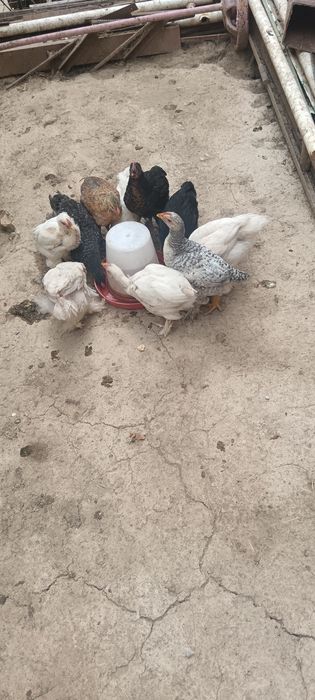 Juja sotiladi Azadbash