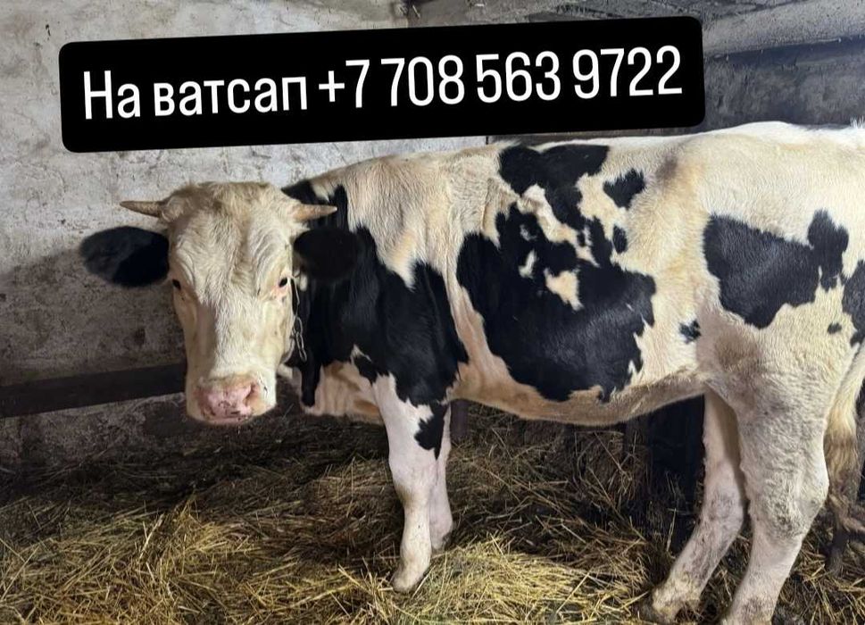 Продам молодую корову с телёнком