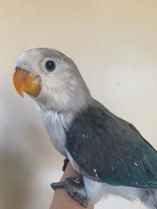 Ruchnoy popugay nerazluchka sotiladi