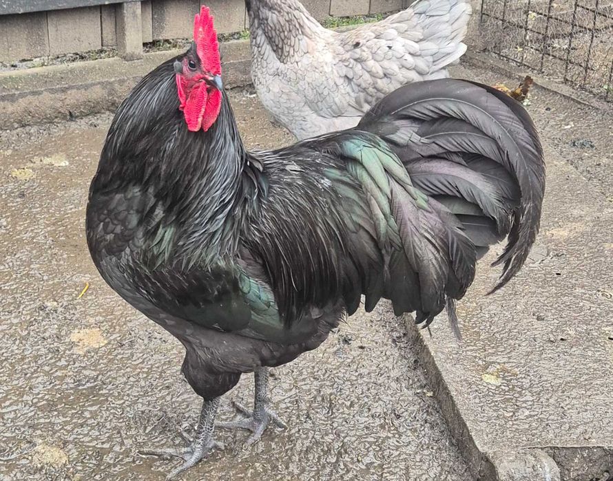 Vând cocoși crescuți bio