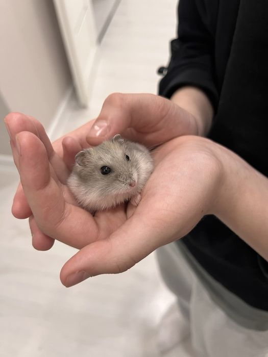 Джунгарские хомячки