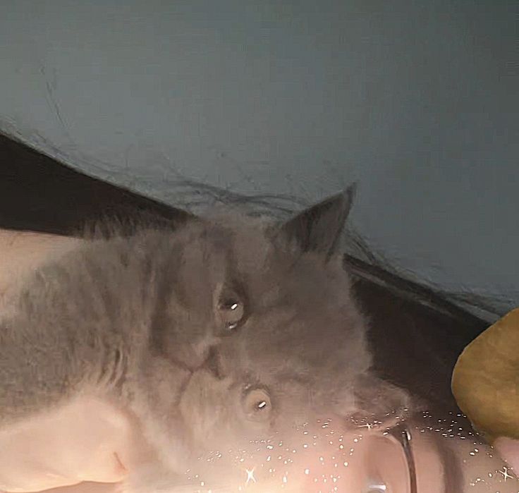 котенок чистая британка