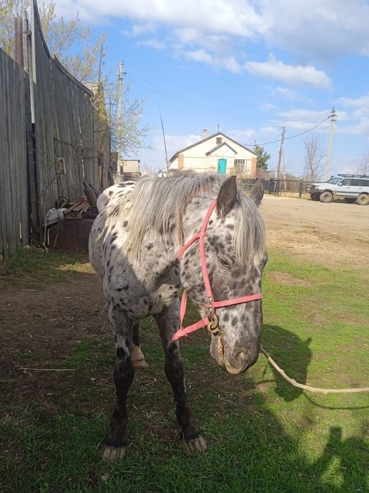 Жеребец продается