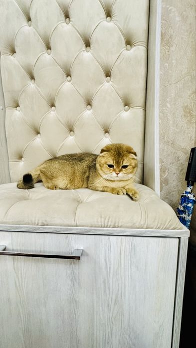 Вязка Золотая шиншилла Scottish fold