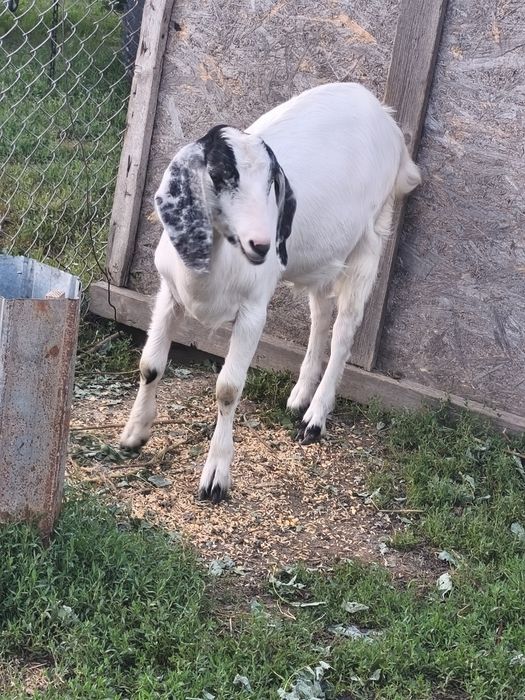 Ieduțe anglonubiene