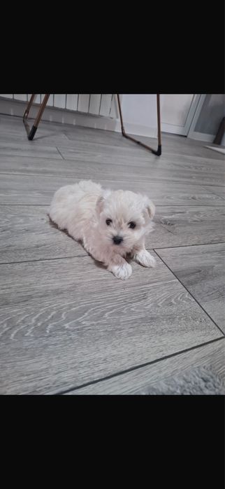 Catel Bichon Maltez