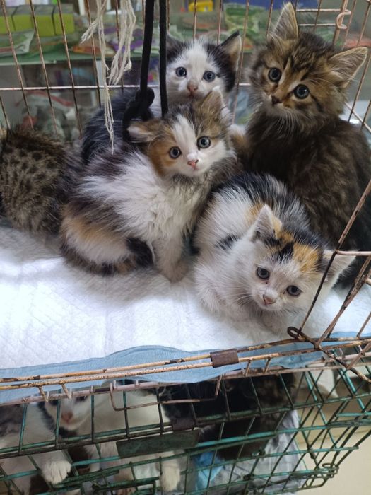 Котята в хорошие руки