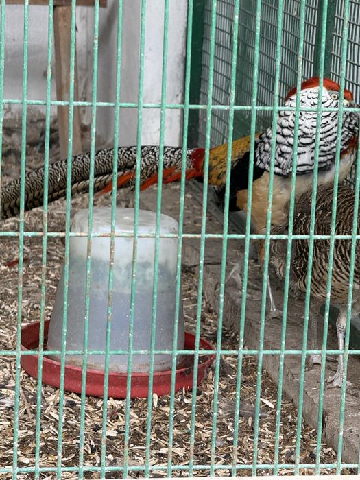 Птицы и жывотные