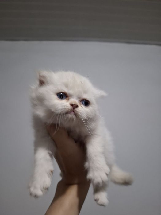 Veterenar korigidan o'tgan