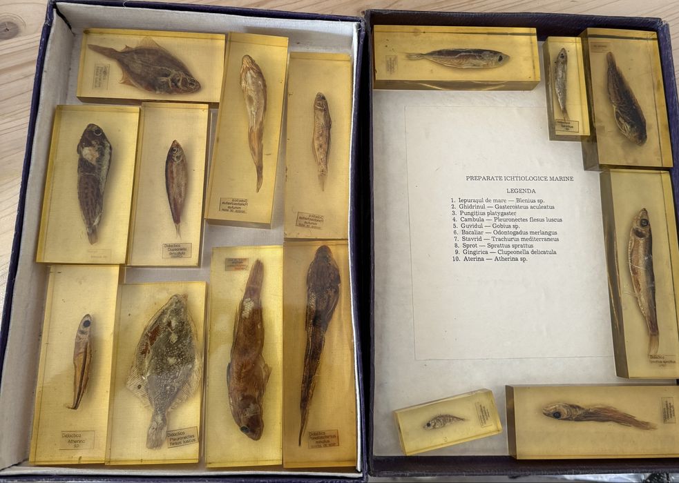 INCLUZIUNI ICHTIOLOGICE diferite specii de pesti