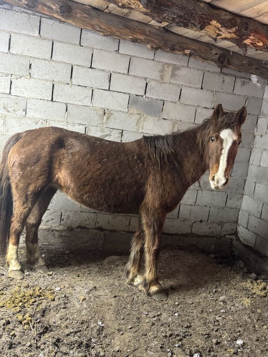 Бие сатылады.