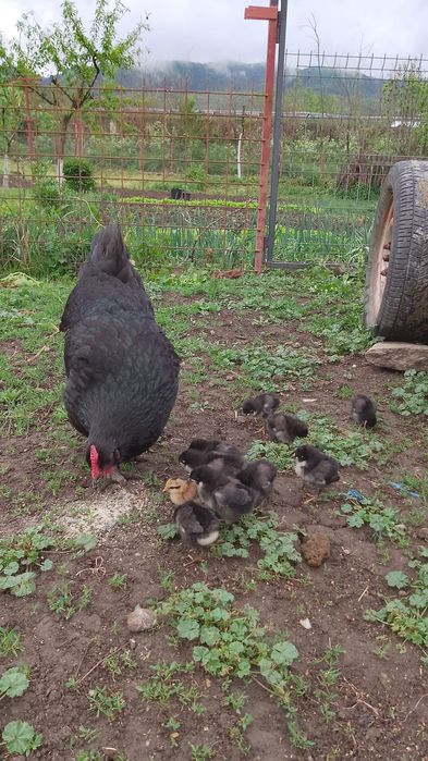Cloșcă Australorp cu 9 pui de 1 săptămână.