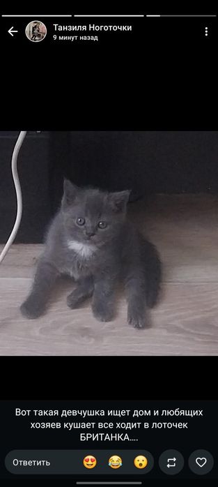 Продам кошечку британку