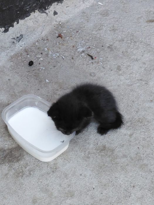 Котята бесплатно