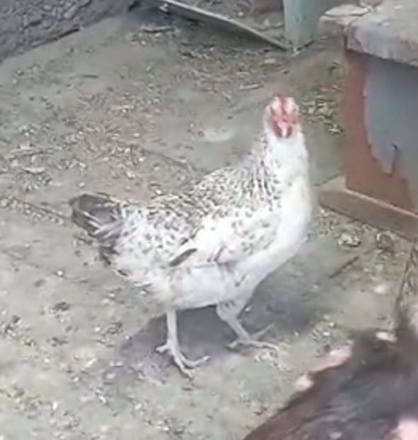 Тауық тауық тауық