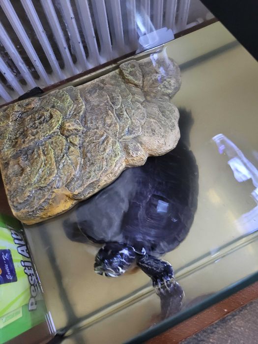 Broasca țestoasă, varsta 12 ani