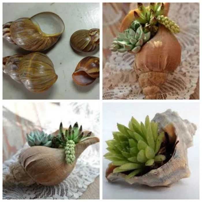 Продам. Красивые ракушки - кашпо для цветов.