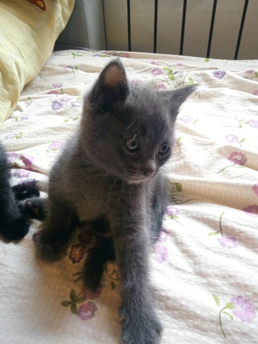 Отдам котят в добрые руки