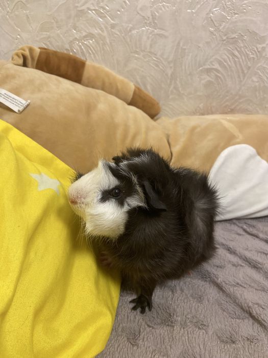 Продам морскую свинку