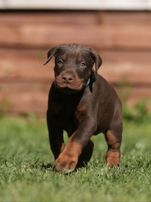 Европейски доберман  European Doberman