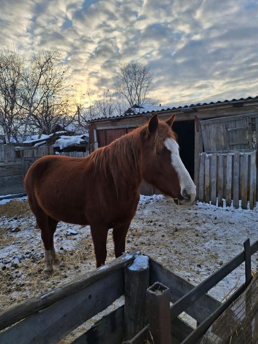 Продам лошадей ...